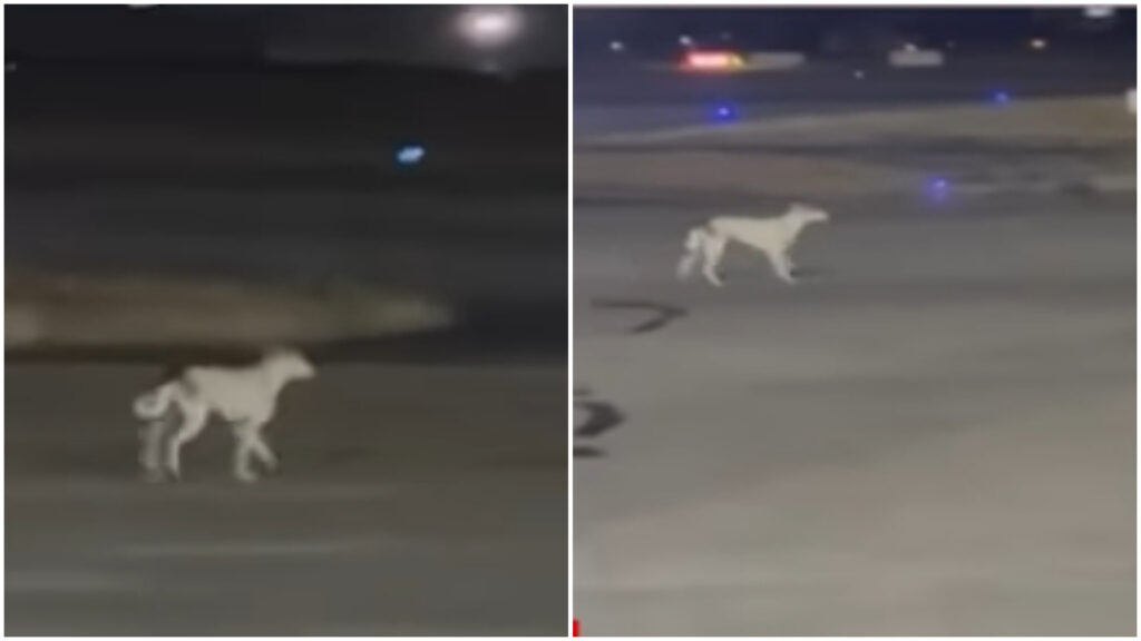 Stray Dog Wanders Onto Active Runway at Pune Airport, Passenger Video Triggers Safety Concerns