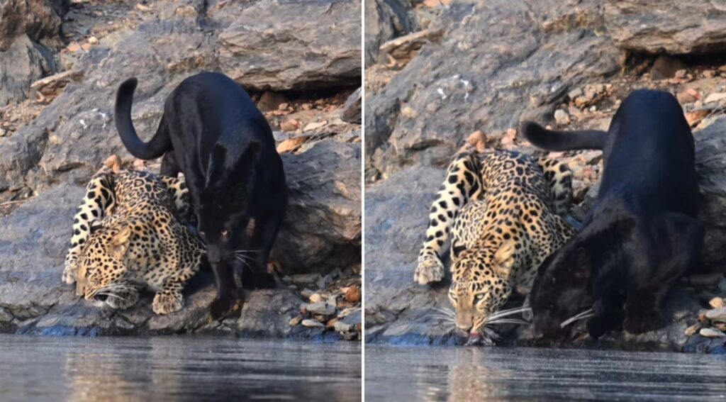 Unbelievable Moment Caught on Camera: Leopard and Black Panther Share Water in Karnataka Forest