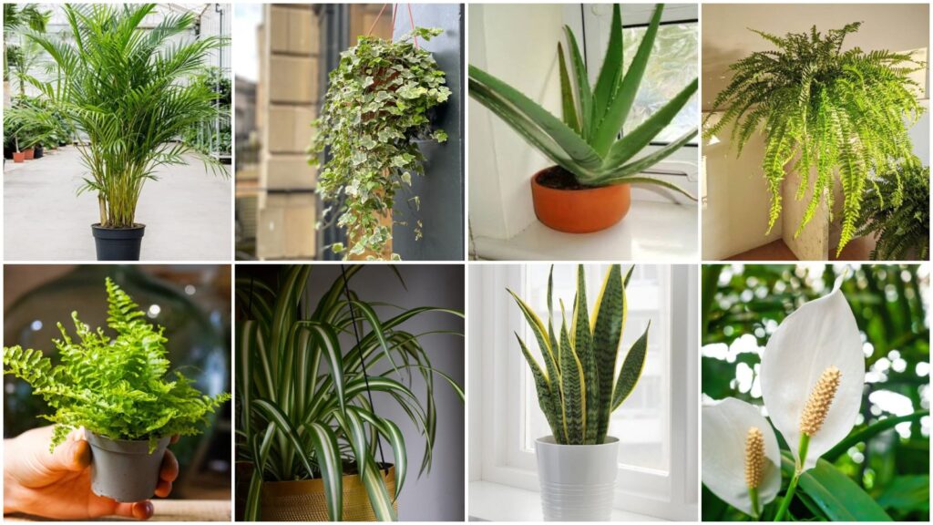Say Goodbye to Damp Walls: 7 Indoor Plants That Help Control Mold Naturally