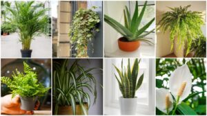Say Goodbye to Damp Walls: 7 Indoor Plants That Help Control Mold Naturally