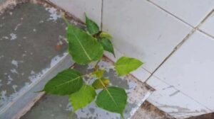How to Remove a Peepal Tree Safely and Respectfully from Balcony, Terrace and Rooftop