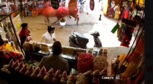 Racing Bulls Trigger Panic At Jejuri Fort, Devotees Injured In Stampede-Like Chaos
