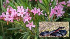 Think Twice Before Planting This Attractive Plant, It May Invite Snakes