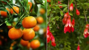 8 Delicious Fruits You Can Grow Indoors for a Fresh Harvest at Home