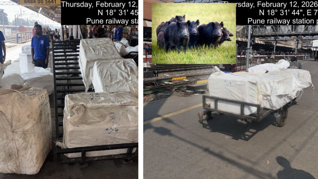 640 KG Of Wild Boar Meat Seized At Pune Railway Station; One Held