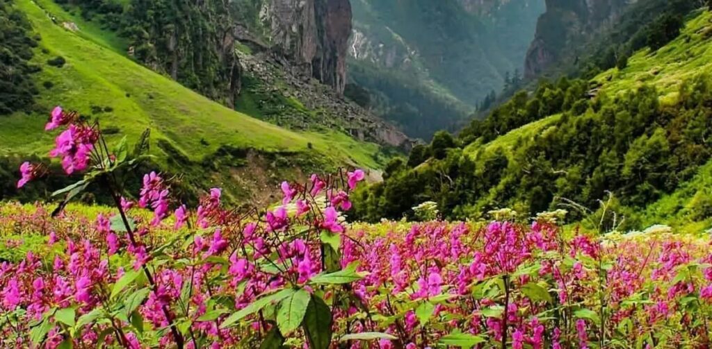 Which Indian City Blooms With Thousands of Roses and a Legacy of Green Living?