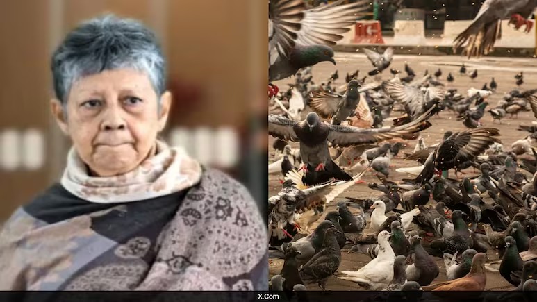 Feeding Pigeons Costs Dear: 71-Year-Old Indian-Origin Woman Fined Over ₹2 Lakh in Singapore