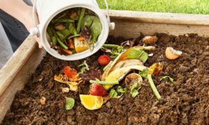 How to Make Organic Fertilizer from Fruit Peels at Home for Healthy Plants