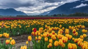 J&K Reopens 14 Tourist Spots Closed After Pahalgam Attack, Tulip Garden Among Key Sites