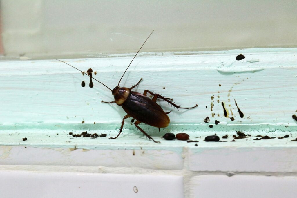 Easy Home Remedy To Get Rid Of Cockroaches Using Just 2 Ingredients