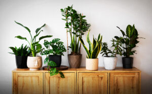 7 Indoor Plants with Vastu-Recommended Placements to Bring Positive Energy