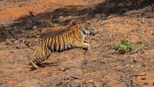 Third Tigress Released into the Wild at Sahyadri Tiger Reserve, Boosting Conservation Efforts in Western Maharashtra