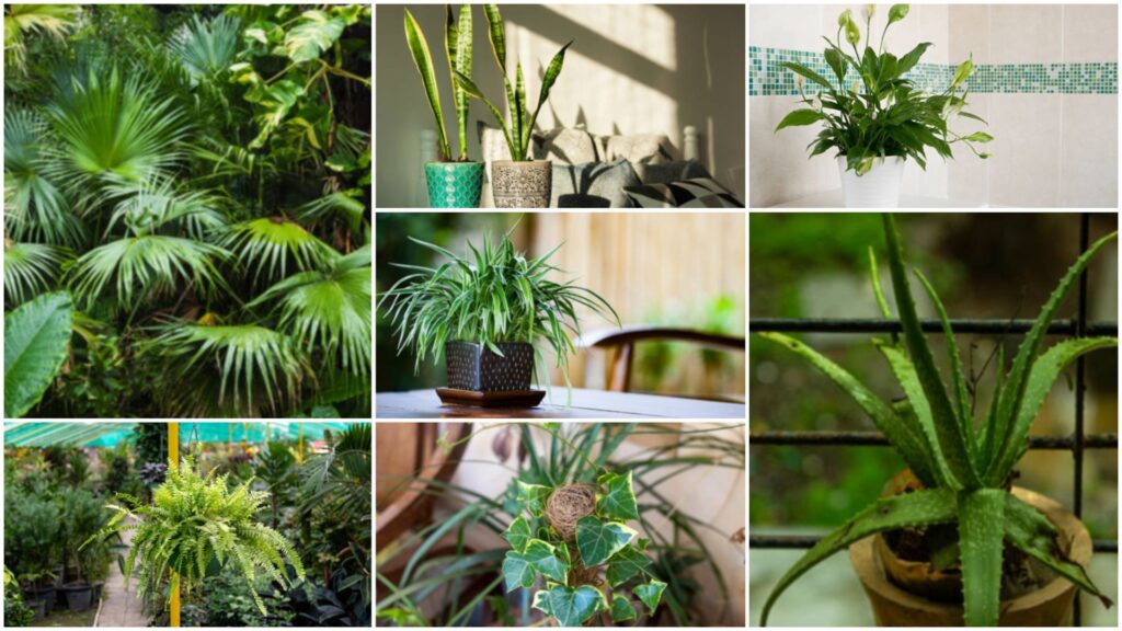 NASA-Approved Air-Purifying Plants: Top 7 Choices for Indian Homes