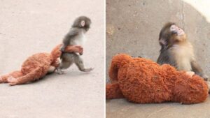 Hashtag 'HangInTherePunch': The Emotional Story Of ‘Baby Punch’ Continues Going Viral with New Videos