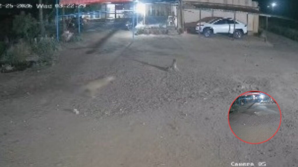 Pune: Leopard Caught on CCTV Dragging Dog in Ambegaon Taluka, Sparks Fresh Man-Animal Conflict Concerns
