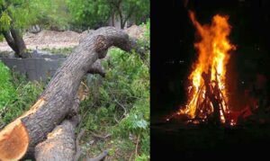 Pune: PMC Warns Against Illegal Tree Felling Ahead Of Holi, Announces Penalties And Helpline