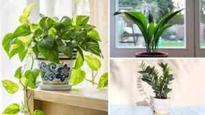 7 Low-Light Indoor Plants Perfect for Homes with Minimal Sunlight