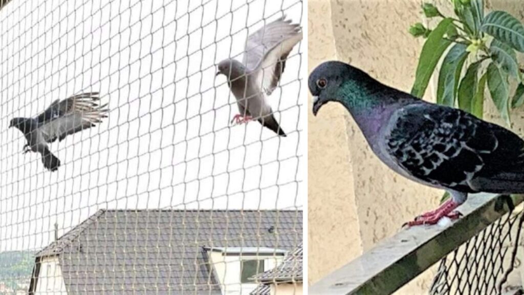 7 Simple Ways to Keep Pigeons Away from Your Balcony and Windows