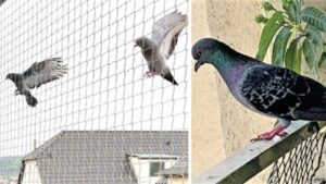7 Simple Ways to Keep Pigeons Away from Your Balcony and Windows