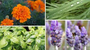 8 Natural Plants That Can Help Keep Lizards Away from Your Home