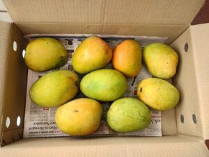 Alphonso Mango Production Drops 60–70%, Prices Set to Surge Ahead of Gudi Padwa