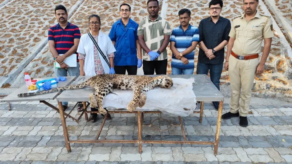 6-Year-Old Leopard ‘Bittu’ Dies After Prolonged Kidney Illness at Sanjay Gandhi National Park