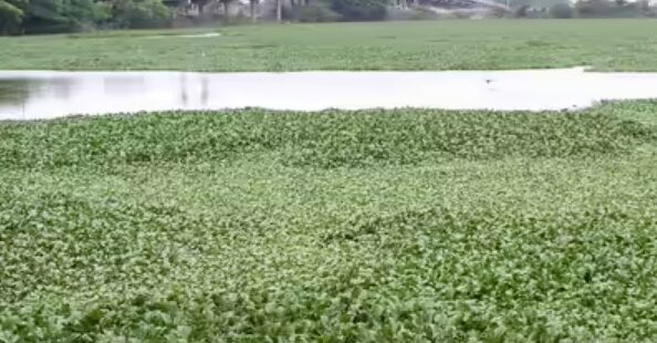 Pune: Mula-Mutha River Choked With Hyacinth, Raising Mosquito-Borne Disease Risk In Kharadi And Keshav Nagar