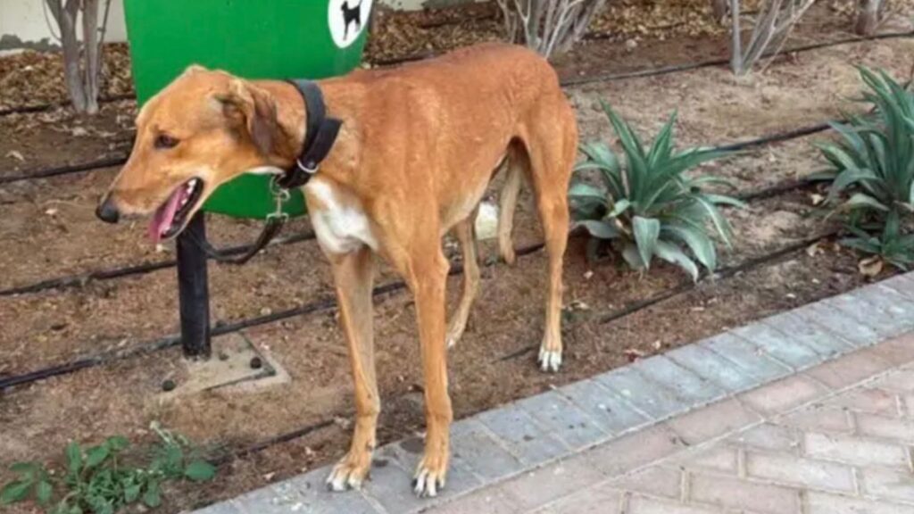 Mass Exodus from Dubai Leaves Pets Stranded and Shelters Overwhelmed