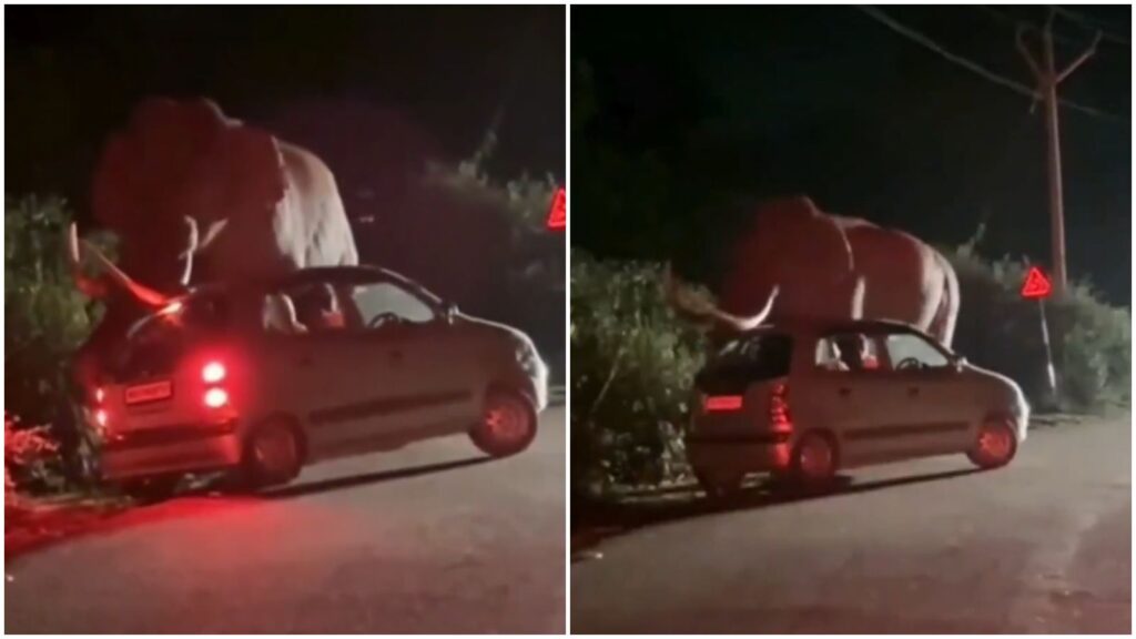 Wild Elephant "Padayappa" Charges at Car in Kerala’s Munnar, Passengers Escape Unharmed