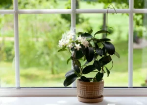 11 Lucky Plants That May Attract Health and Wealth — and 6 Plants Believed to Bring Bad Luck