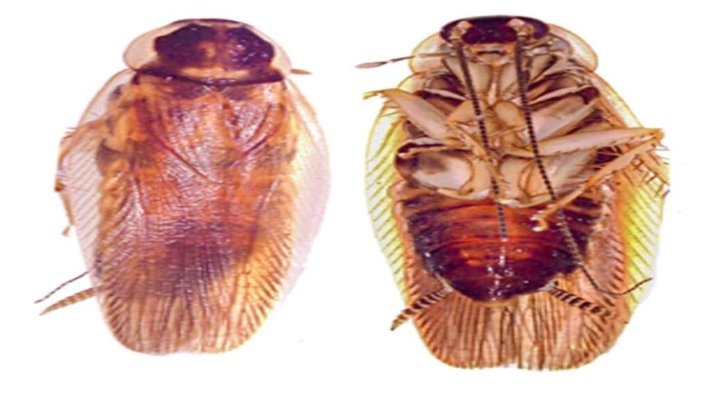 New Cockroach Species Discovered in Pune Sparks Curiosity — and Online Jokes