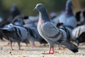 Understanding the Lifespan of Pigeons: How Long Do They Really Live?