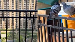 Pigeons Troubling Your Balcony? Try This Simple Foil Paper Trick That’s Going Viral
