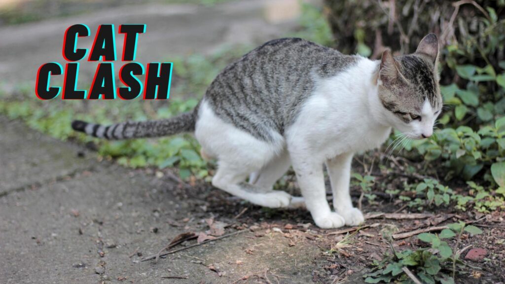 Pune: Neighbours Fight Over Cat Waste; Dispute Turns Violent In Yerwada