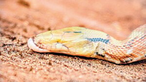 Rare Eyeless Common Trinket Snake in Pune Documented in International Journal