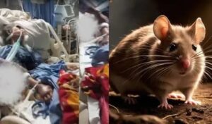Thane ICU Horror: 89-Year-Old Woman Dies After Alleged Rat Bite, Family Alleges Negligence