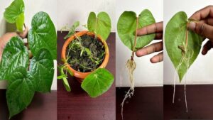 Want To Grow Paan Plant At Home? Try This Easy Single-Leaf Method That’s Trending