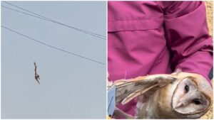 Watch: Owl Rescued After Getting Trapped in Kite String on Electric Wires in Pune