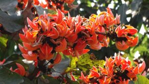 Rang Panchami And Palash: Natural and Eco-friendly Colour; Why This ‘Flame Of The Forest’ Still Matters In Modern Times