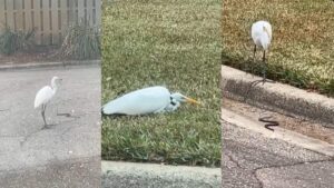 Watch: Heron Tries To Hunt Snake, But Dramatic Twist Leaves Internet Stunned
