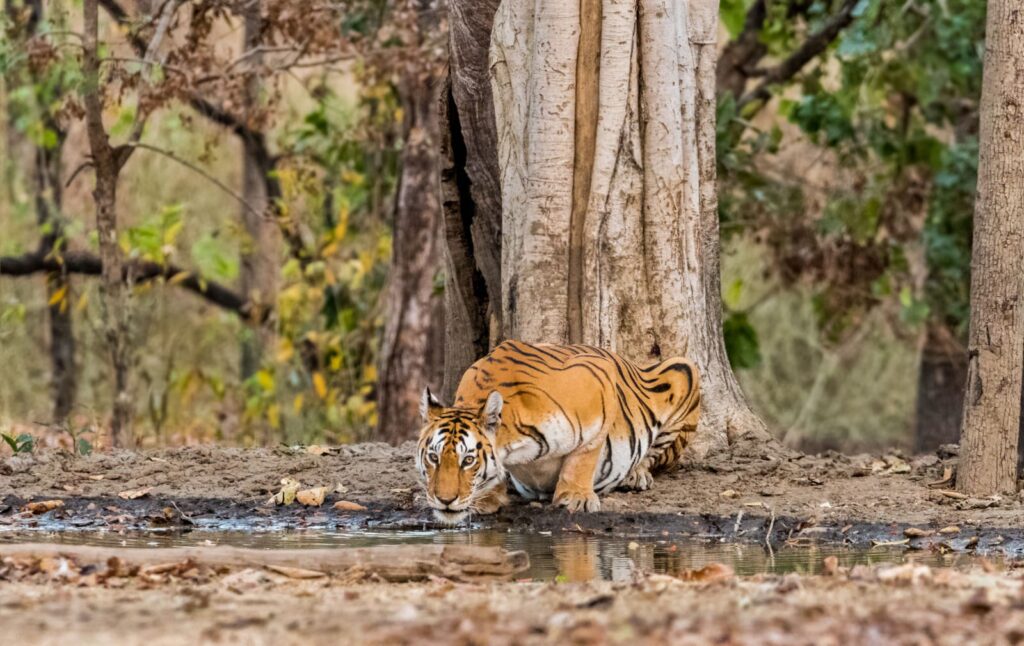 AI-Based Alert System To Warn Villagers Of Tigers And Leopards Activated In Pench Area 