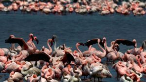 ‘Wetland Emergency’ In Navi Mumbai: Toxic Lakes Drive Flamingos Away