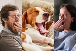 Why Yawning Is Contagious: The Science Behind This Common Human Reflex