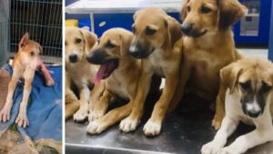 Pimpri Chinchwad Mayor Ravi Landge Directs Officials to Identify Ward-Wise Land for Dog Care Centres