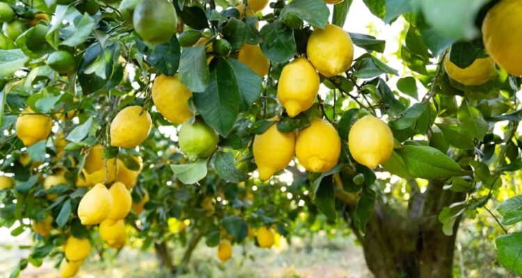 Lemon Tree Healthy but No Fruits? Simple Ways to Encourage Fruiting at Home