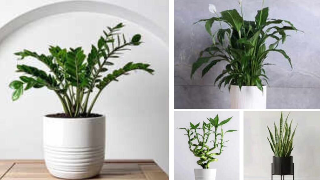 7 Space-Saving Indoor Plants That Fit Perfectly in Small Homes