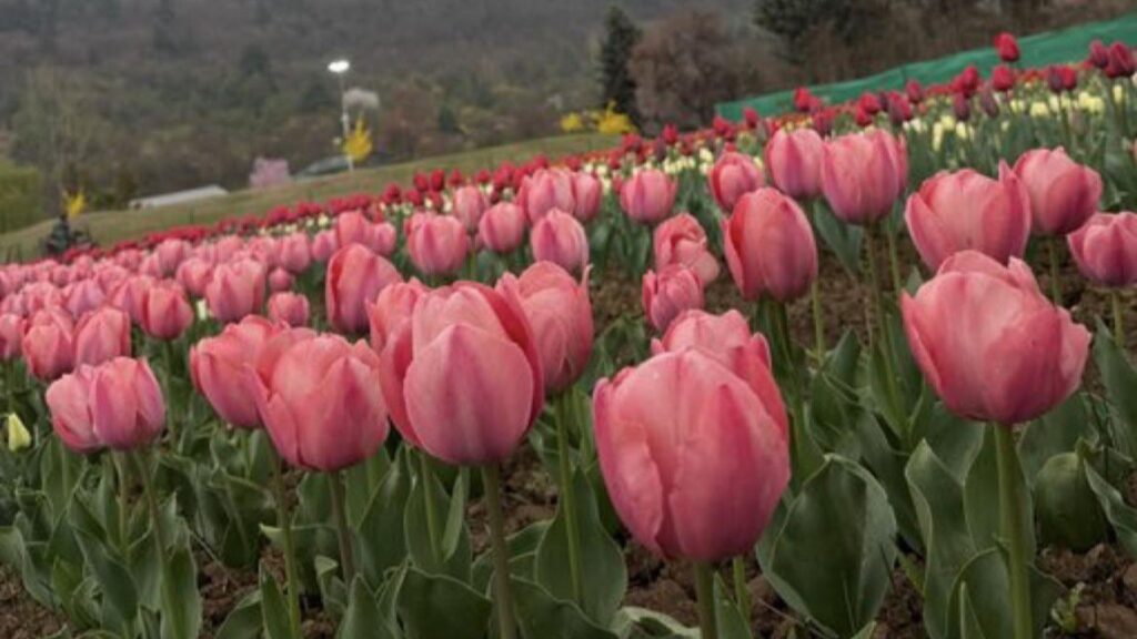 Srinagar Tulip Garden Welcomes Visitors as Bloom Season Begins