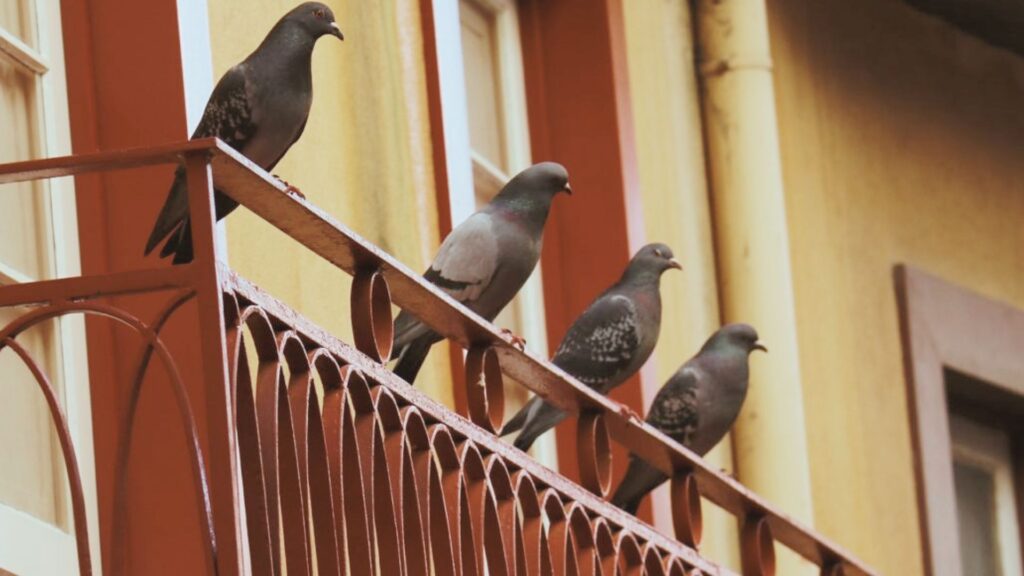 How To Keep Pigeons Away From Balcony This Summer: Easy And Effective Tips