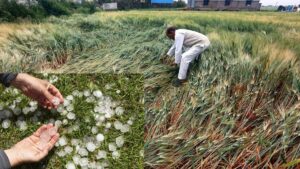 Maharashtra Weather Alert: Heavy Rain, Hailstorms And Strong Winds Forecast From March 31 To April 3; Farmers Advised To Protect Crops
