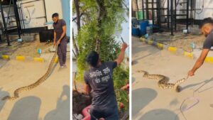9-Foot Python Rescued from Tree Near Alandi, Safely Released in Chakan Forest Area